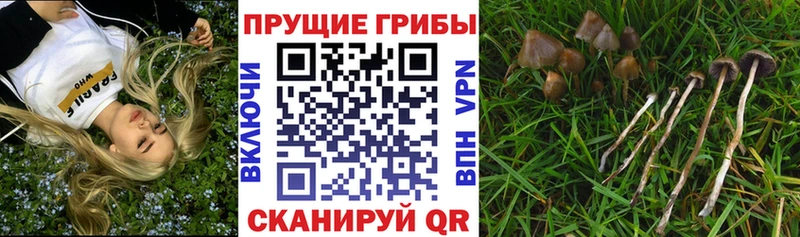наркота  Чита  Псилоцибиновые грибы MAGIC MUSHROOMS 